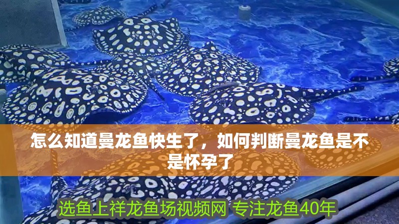 怎么知道曼龍魚快生了，如何判斷曼龍魚是不是懷孕了 怎么知道曼龍魚快生了，如何判斷曼龍魚是不是懷孕了 水族問答