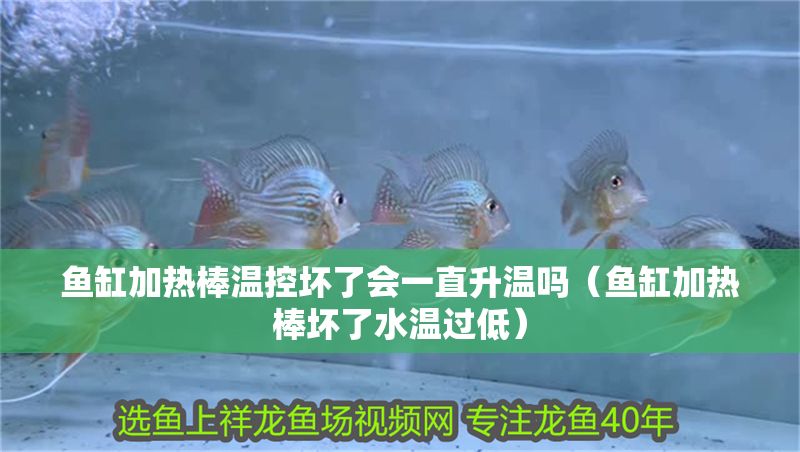 魚缸加熱棒溫控壞了會一直升溫嗎（魚缸加熱棒壞了水溫過低）