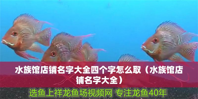 水族館店鋪名字大全四個字怎么取（水族館店鋪名字大全）