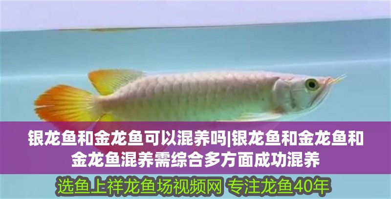 銀龍魚和金龍魚可以混養(yǎng)嗎|銀龍魚和金龍魚和金龍魚混養(yǎng)需綜合多方面成功混養(yǎng)