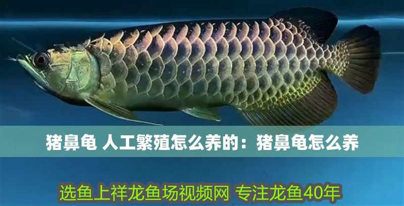 豬鼻龜 人工繁殖怎么養(yǎng)的：豬鼻龜怎么養(yǎng)