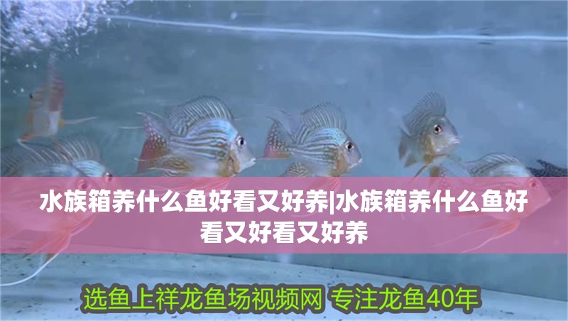 水族箱養(yǎng)什么魚好看又好養(yǎng)|水族箱養(yǎng)什么魚好看又好看又好養(yǎng)