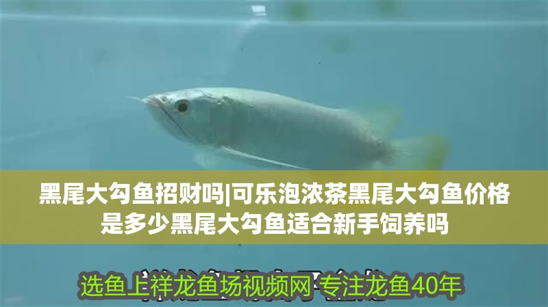黑尾大勾魚招財嗎|可樂泡濃茶黑尾大勾魚價格是多少黑尾大勾魚適合新手飼養嗎 黑尾大勾魚招財嗎|可樂泡濃茶黑尾大勾魚價格是多少黑尾大勾魚適合新手飼養嗎 龍魚論壇