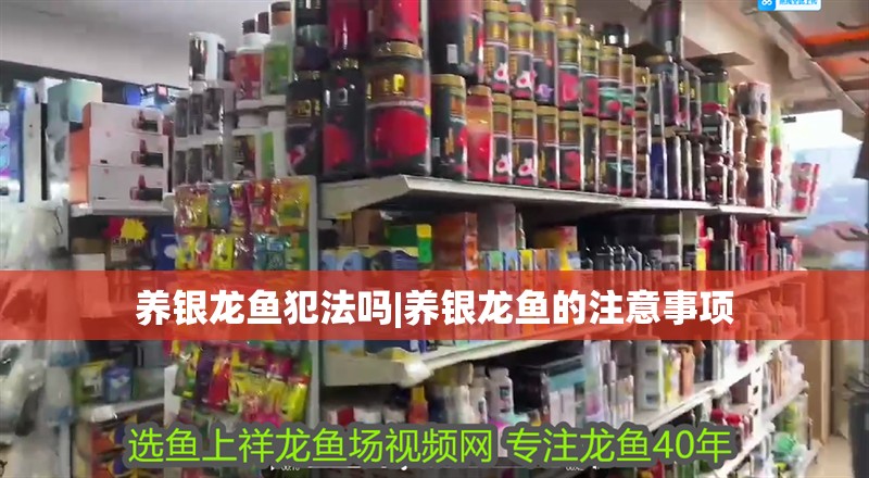 養銀龍魚犯法嗎|養銀龍魚的注意事項