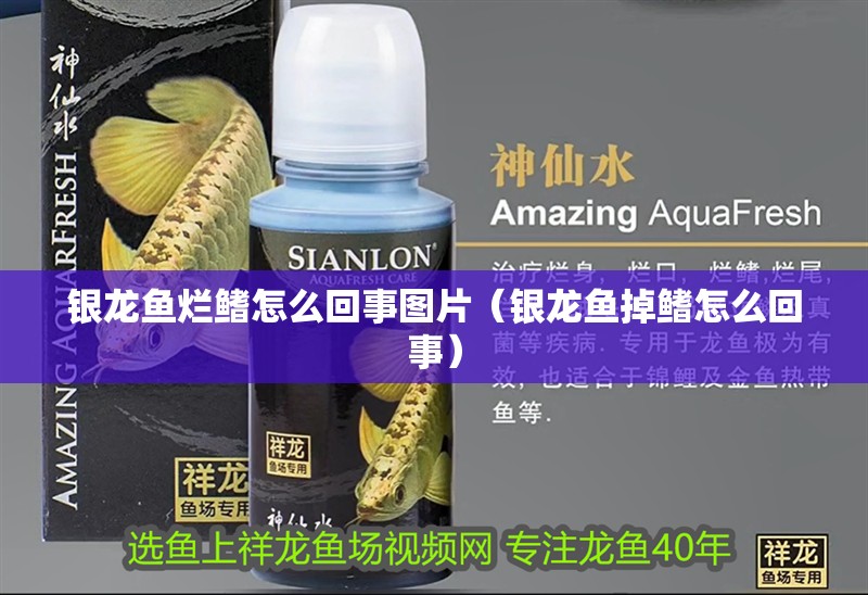 銀龍魚爛鰭怎么回事圖片（銀龍魚掉鰭怎么回事）