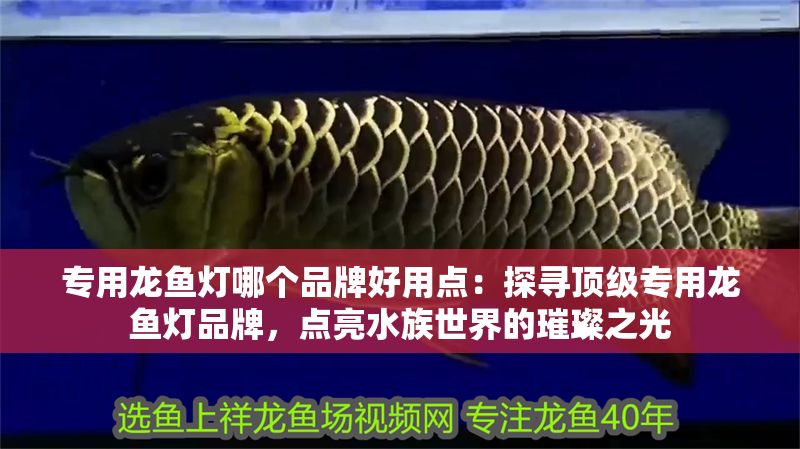 專用龍魚燈哪個品牌好用點：探尋頂級專用龍魚燈品牌，點亮水族世界的璀璨之光