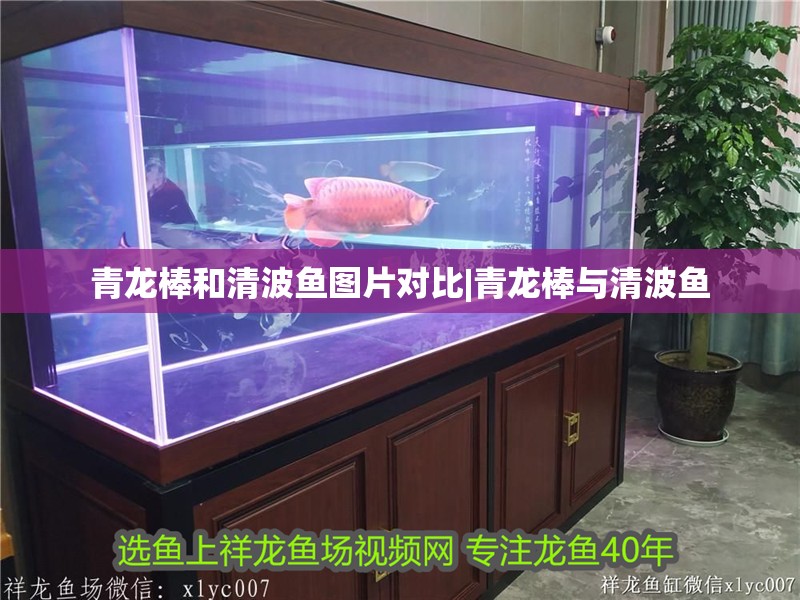 青龍棒和清波魚圖片對比|青龍棒與清波魚