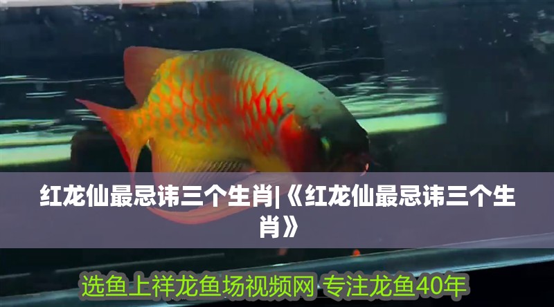 紅龍仙最忌諱三個生肖|《紅龍仙最忌諱三個生肖》
