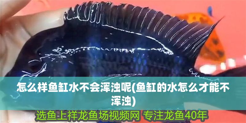 怎么樣魚缸水不會渾濁呢(魚缸的水怎么才能不渾濁)
