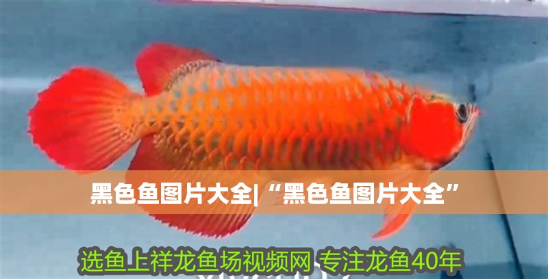 黑色魚圖片大全|“黑色魚圖片大全” 黑色魚圖片大全|“黑色魚圖片大全” 龍魚論壇