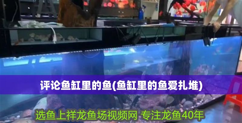 評論魚缸里的魚(魚缸里的魚愛扎堆)
