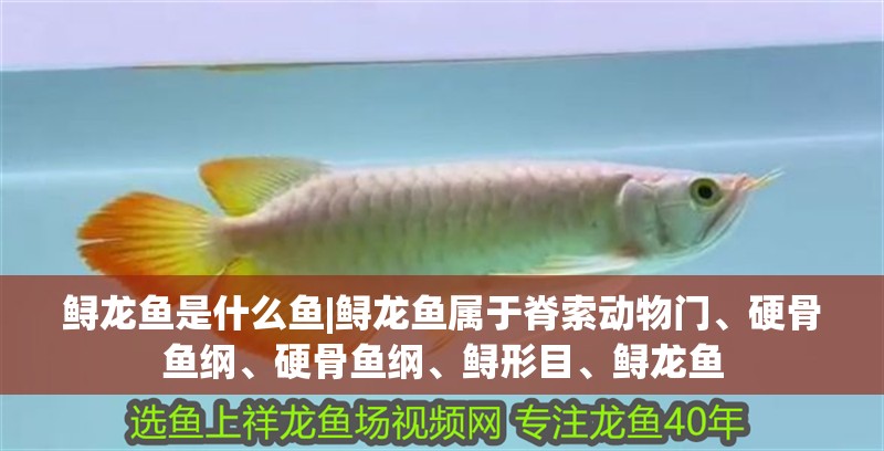 魚缸用增氧泵價格是多少:魚缸增氧機-xtrac增氧機-xtrac增氧機 鱘龍魚是什么魚|鱘龍魚屬于脊索動物門、硬骨魚綱、硬骨魚綱、鱘形目、鱘龍魚 水族問答 鱘龍魚是什么魚|鱘龍魚屬于脊索動物門、硬骨魚綱、硬骨魚綱、鱘形目、鱘龍魚 鱘龍魚是什么魚|鱘龍魚屬于脊索動物門、硬骨魚綱、硬骨魚綱、鱘形目、鱘龍魚 水族問答