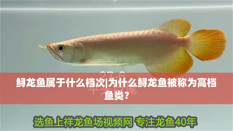 鱘龍魚屬于什么檔次|為什么鱘龍魚被稱為高檔魚類？ 鱘龍魚屬于什么檔次|為什么鱘龍魚被稱為高檔魚類？ 水族問答