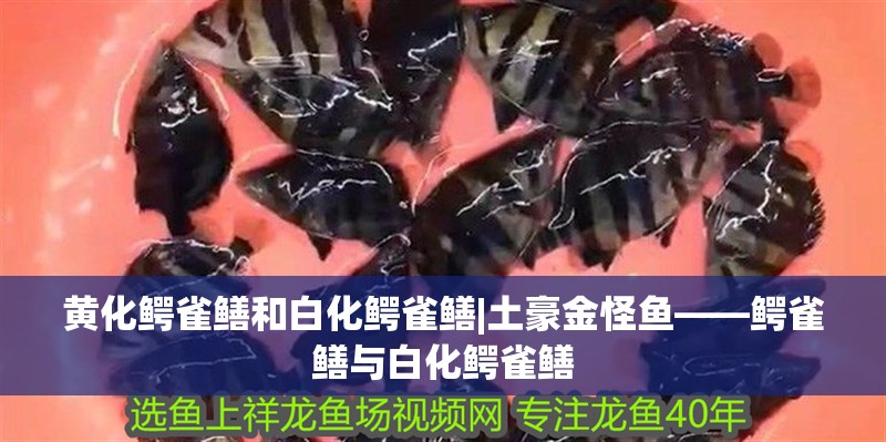 黃化鱷雀鱔和白化鱷雀鱔|土豪金怪魚——鱷雀鱔與白化鱷雀鱔