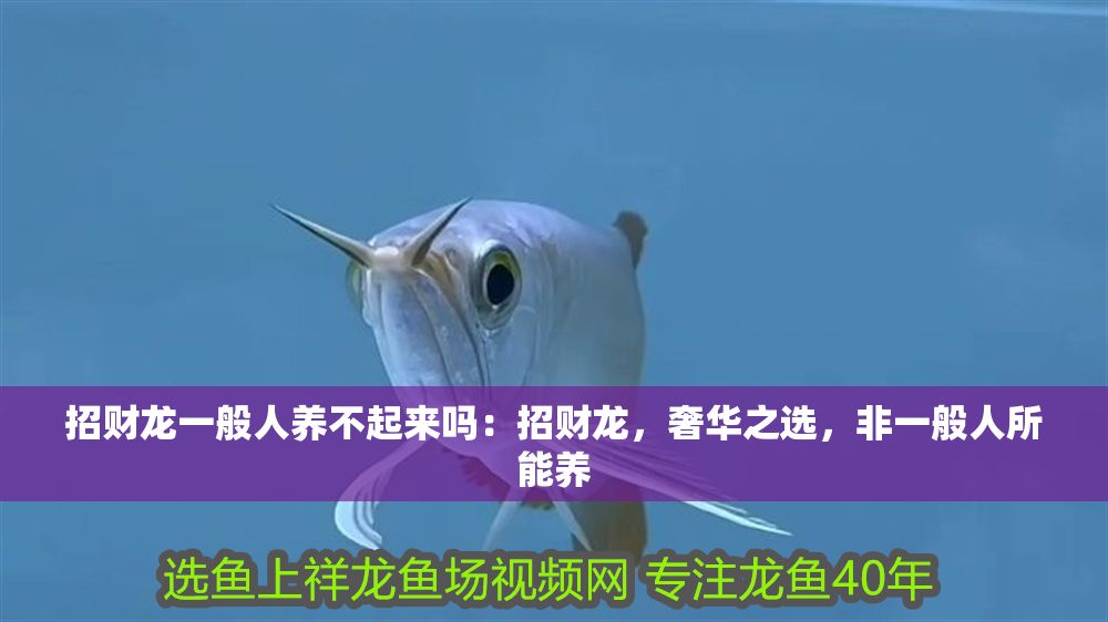 招財龍一般人養不起來嗎：招財龍，奢華之選，非一般人所能養