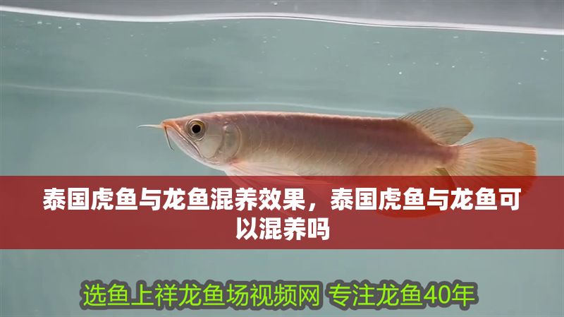 泰國虎魚與龍魚混養效果，泰國虎魚與龍魚可以混養嗎