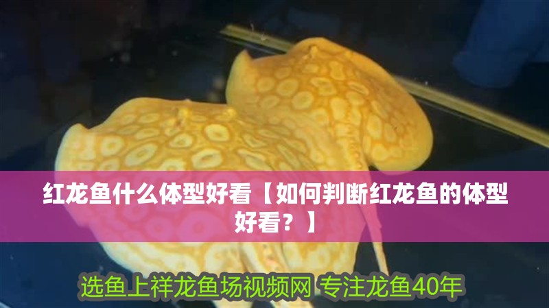 紅龍魚什么體型好看【如何判斷紅龍魚的體型好看？】