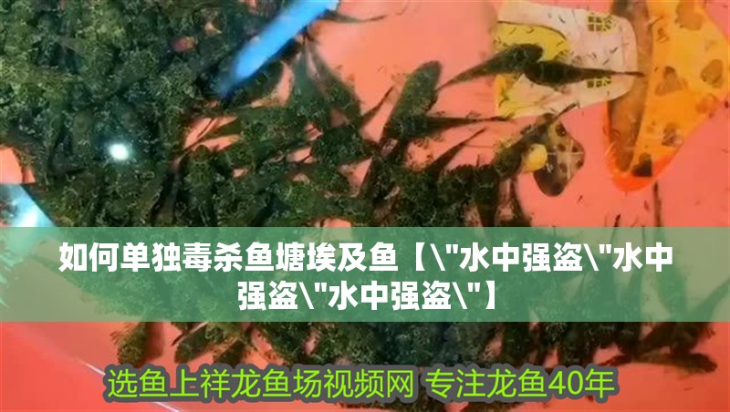 魚缸過濾器選購指南:自制魚缸過濾器魚缸上置過濾器對于養魚愛好者的必備知識 如何單獨毒殺魚塘埃及魚【\ 如何單獨毒殺魚塘埃及魚【 如何單獨毒殺魚塘埃及魚【\