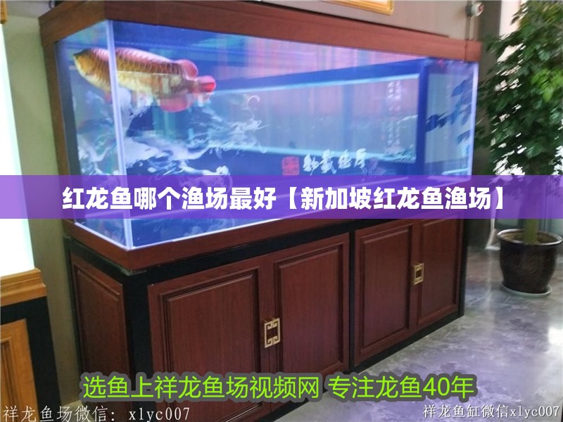 紅龍魚哪個漁場最好【新加坡紅龍魚漁場】