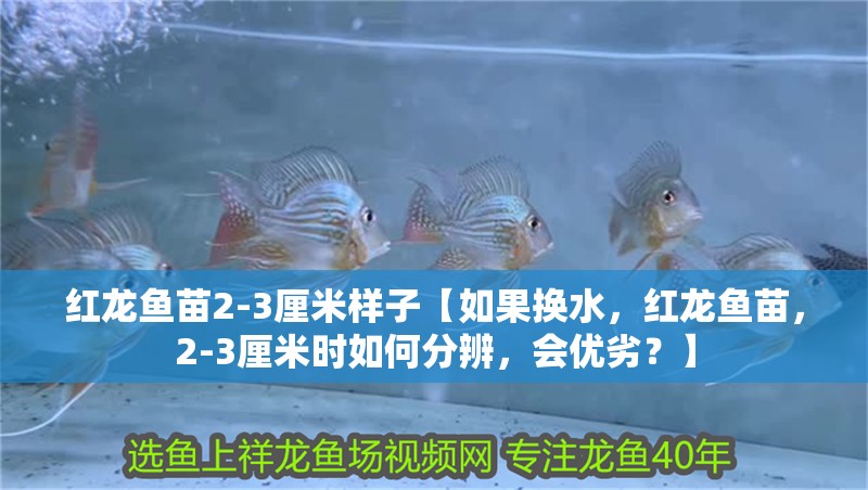 紅龍魚苗2-3厘米樣子【如果換水，紅龍魚苗，2-3厘米時(shí)如何分辨，會(huì)優(yōu)劣？】