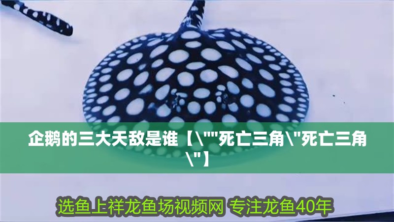 企鵝的三大天敵是誰【\