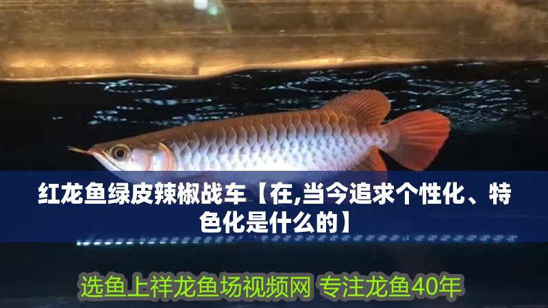 紅龍魚綠皮辣椒戰(zhàn)車【在,當(dāng)今追求個(gè)性化、特色化是什么的】