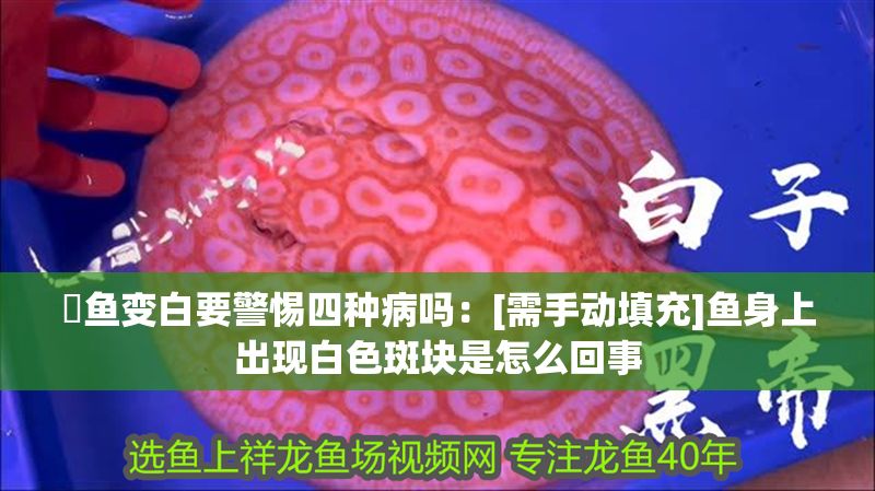 魟魚變白要警惕四種病嗎：[需手動填充]魚身上出現白色斑塊是怎么回事 魟魚變白要警惕四種病嗎：[需手動填充]魚身上出現白色斑塊是怎么回事 魟魚百科 第2張