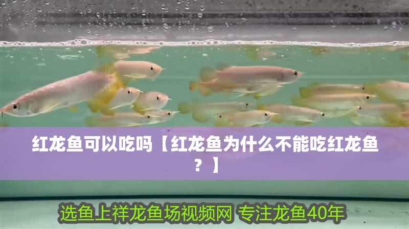紅龍魚可以吃嗎【紅龍魚為什么不能吃紅龍魚？】