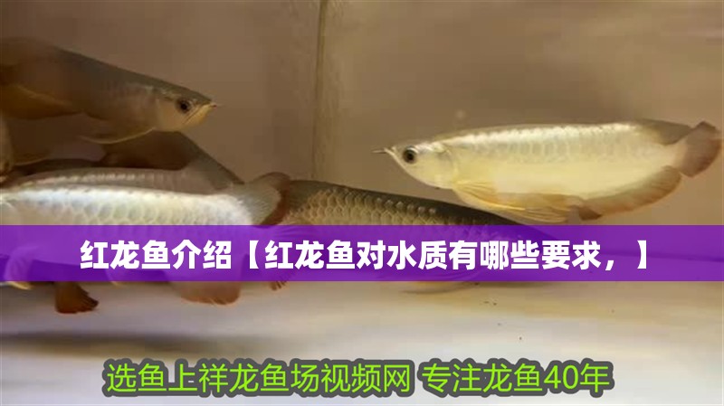 紅龍魚介紹【紅龍魚對水質有哪些要求，】