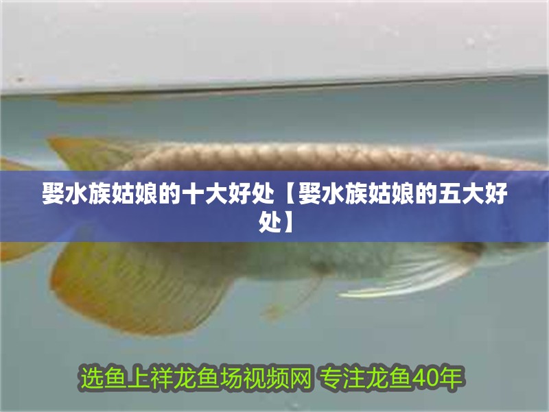 娶水族姑娘的十大好處【娶水族姑娘的五大好處】