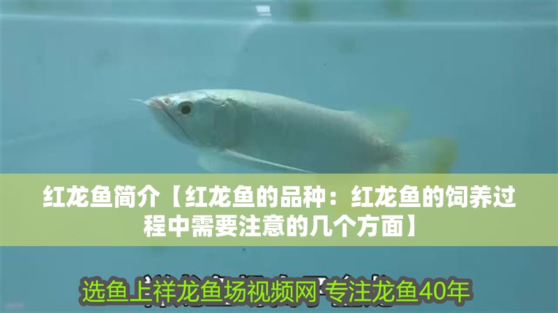 紅龍魚簡介【紅龍魚的品種：紅龍魚的飼養(yǎng)過程中需要注意的幾個方面】