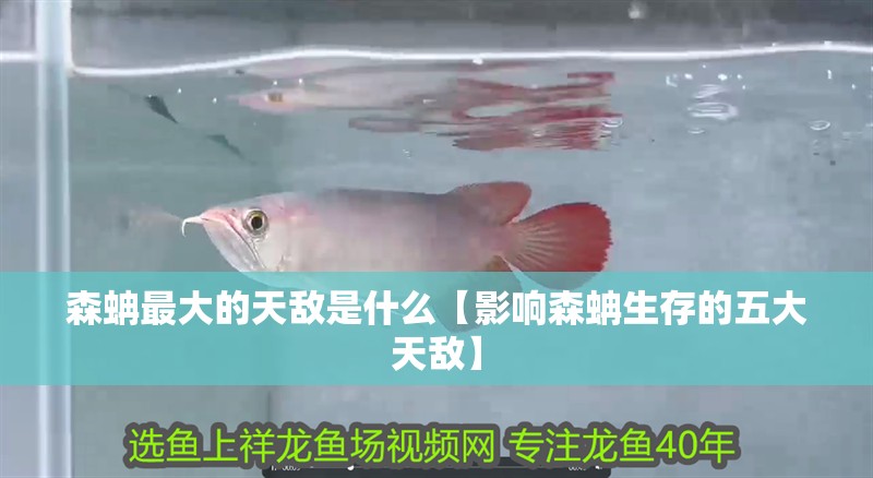 森蚺最大的天敵是什么【影響森蚺生存的五大天敵】