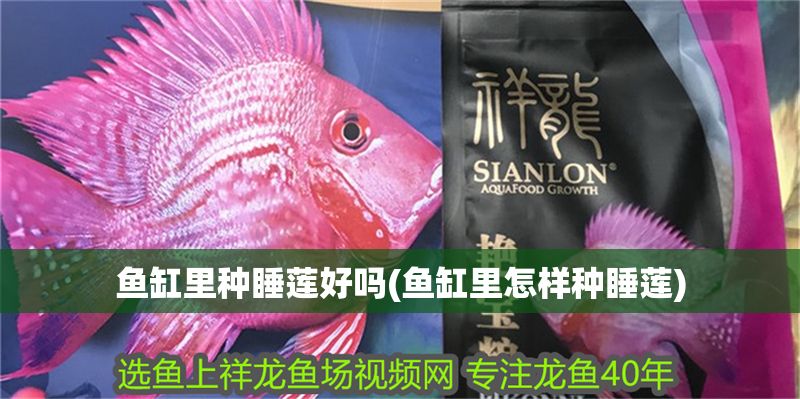 魚缸里種睡蓮好嗎(魚缸里怎樣種睡蓮)