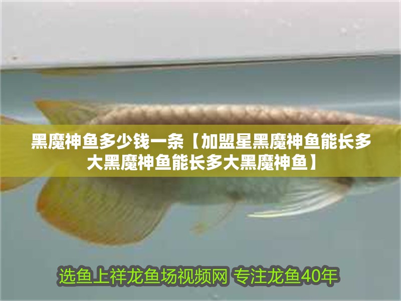 黑魔神魚多少錢一條【加盟星黑魔神魚能長多大黑魔神魚能長多大黑魔神魚】 黑魔神魚多少錢一條【加盟星黑魔神魚能長多大黑魔神魚能長多大黑魔神魚】 龍魚論壇