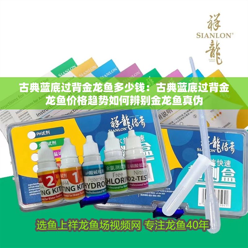 古典藍底過背金龍魚多少錢：古典藍底過背金龍魚價格趨勢如何辨別金龍魚真偽
