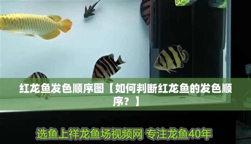 紅龍魚發色順序圖【如何判斷紅龍魚的發色順序？】