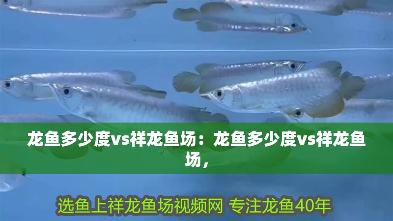 龍魚多少度vs祥龍魚場(chǎng)：龍魚多少度vs祥龍魚場(chǎng)，