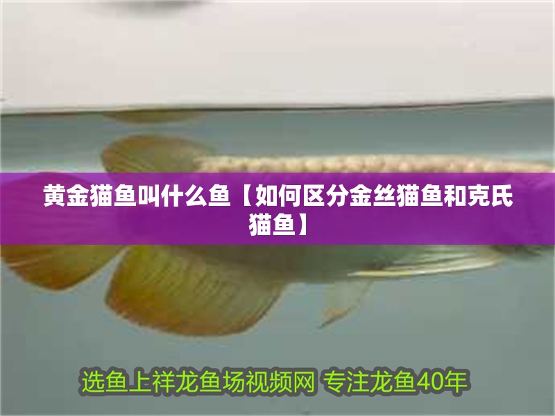 黃金貓魚叫什么魚【如何區(qū)分金絲貓魚和克氏貓魚】 黃金貓魚叫什么魚【如何區(qū)分金絲貓魚和克氏貓魚】 龍魚論壇