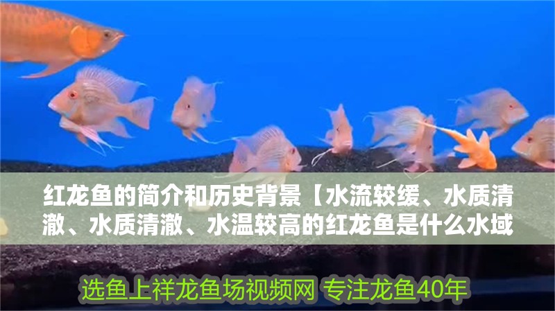 紅龍魚的簡介和歷史背景【水流較緩、水質清澈、水質清澈、水溫較高的紅龍魚是什么水域】 紅龍魚的簡介和歷史背景【水流較緩、水質清澈、水質清澈、水溫較高的紅龍魚是什么水域】 水族問答