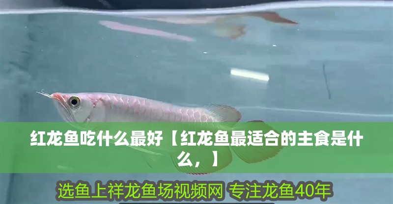 紅龍魚吃什么最好【紅龍魚最適合的主食是什么，】