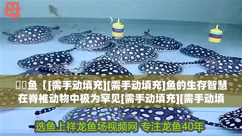 鳑鲏魚【[需手動填充][需手動填充]魚的生存智慧在脊椎動物中極為罕見[需手動填充][需手動填充]魚的生存智慧】
