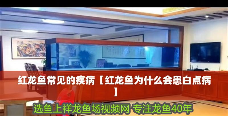 紅龍魚(yú)常見(jiàn)的疾病【紅龍魚(yú)為什么會(huì)患白點(diǎn)病】