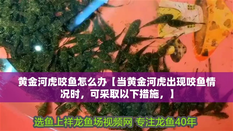 黃金河虎咬魚怎么辦【當黃金河虎出現咬魚情況時，可采取以下措施，】
