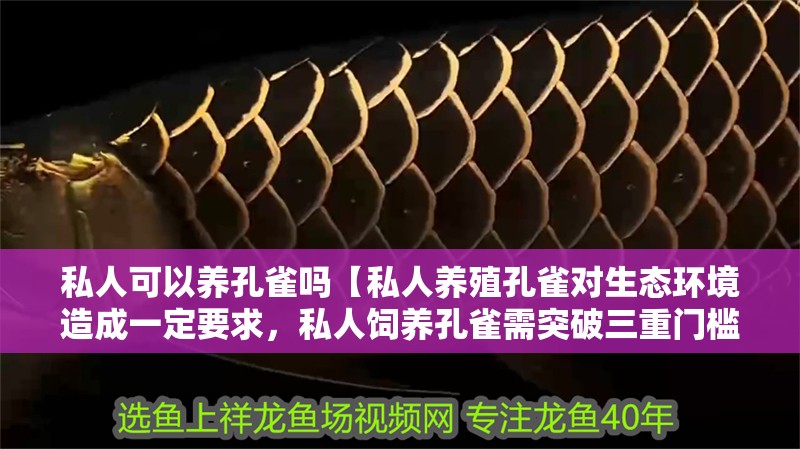 私人可以養孔雀嗎【私人養殖孔雀對生態環境造成一定要求，私人飼養孔雀需突破三重門檻】