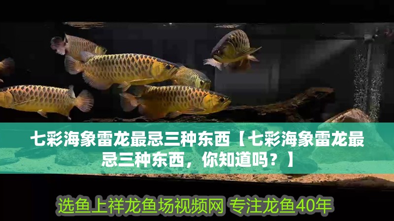 七彩海象雷龍最忌三種東西【七彩海象雷龍最忌三種東西，你知道嗎？】
