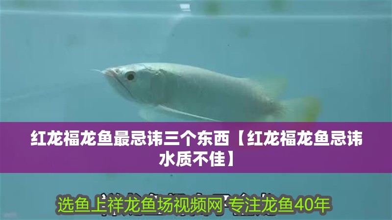 紅龍福龍魚最忌諱三個東西【紅龍福龍魚忌諱水質(zhì)不佳】
