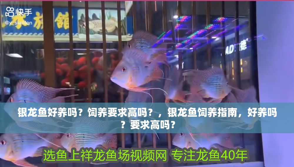 銀龍魚好養(yǎng)嗎？飼養(yǎng)要求高嗎？，銀龍魚飼養(yǎng)指南，好養(yǎng)嗎？要求高嗎？