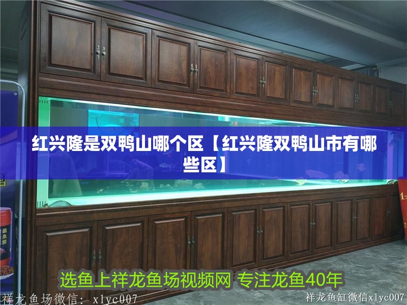 紅興隆是雙鴨山哪個區【紅興隆雙鴨山市有哪些區】 紅興隆是雙鴨山哪個區【紅興隆雙鴨山市有哪些區】 龍魚論壇