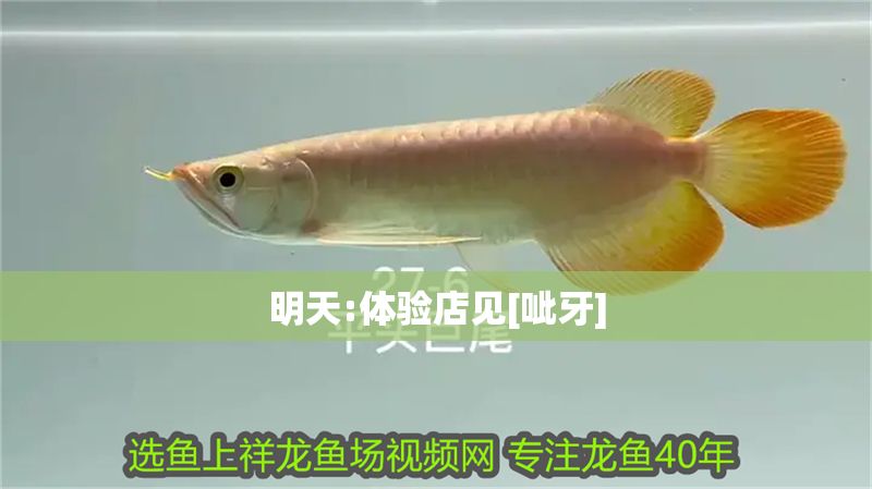 明天:體驗店見[呲牙]