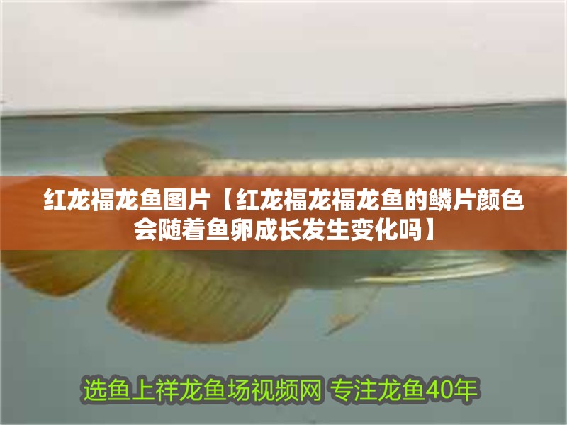 紅龍福龍魚圖片【紅龍福龍福龍魚的鱗片顏色會隨著魚卵成長發生變化嗎】